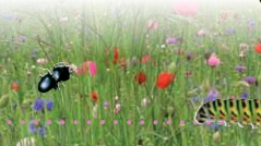 La biodiversité dans nos jardins à Saint-Raphael Fréjus dans le Var (83)