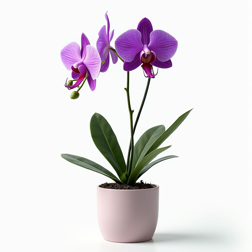 Vibrant Vanda Orchid
