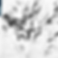 ‘Additional field notes I made on a photocopy of my half-finished drawing of King Offa’s Oak in summer (2019).’ By Pamela Taylor