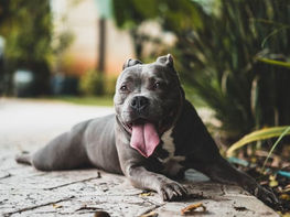 Keeping Dogs Safe from Heat