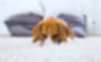 Dog Relaxing On The Carpet