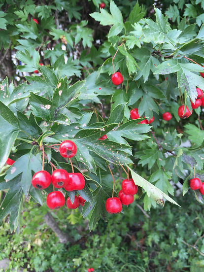 Hawthorn berry & leaf.jpg