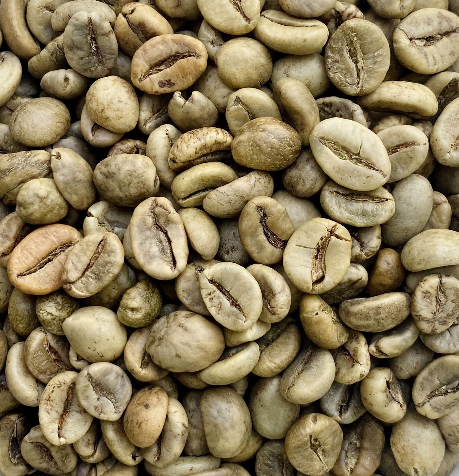 Wet Polished Vietnam Robusta Green Coffee Beans - Grade 1
