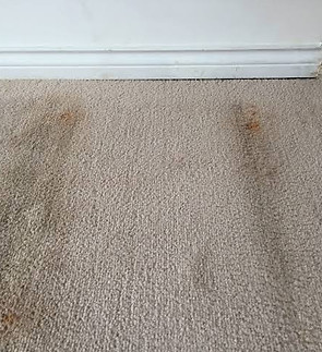 carpet.jpg
