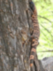 Gila monster