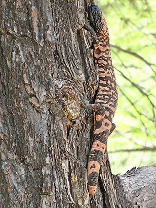 Gila monster