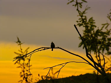 Phainopepla