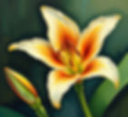 lily flower.jpg