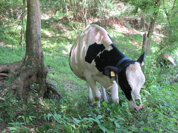 9月17日(日)の臨時休業について