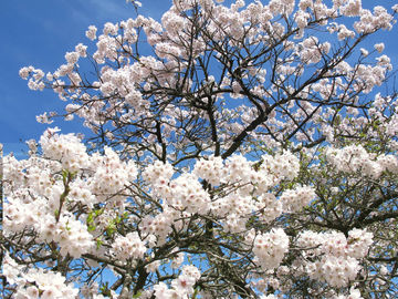 4月よりチーズハウスの営業時間が変わります。