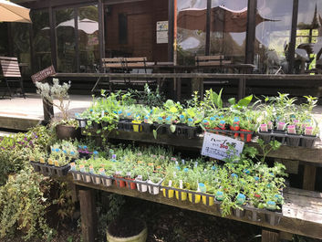 ハーブの苗、販売中です!
