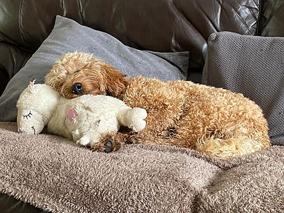 Teddy with Teddy.jpeg