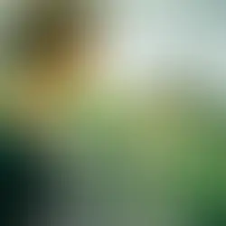 Knyga „Austrių įlankos paslaptis“