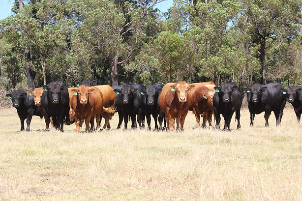 Summit Group 2026.JPG