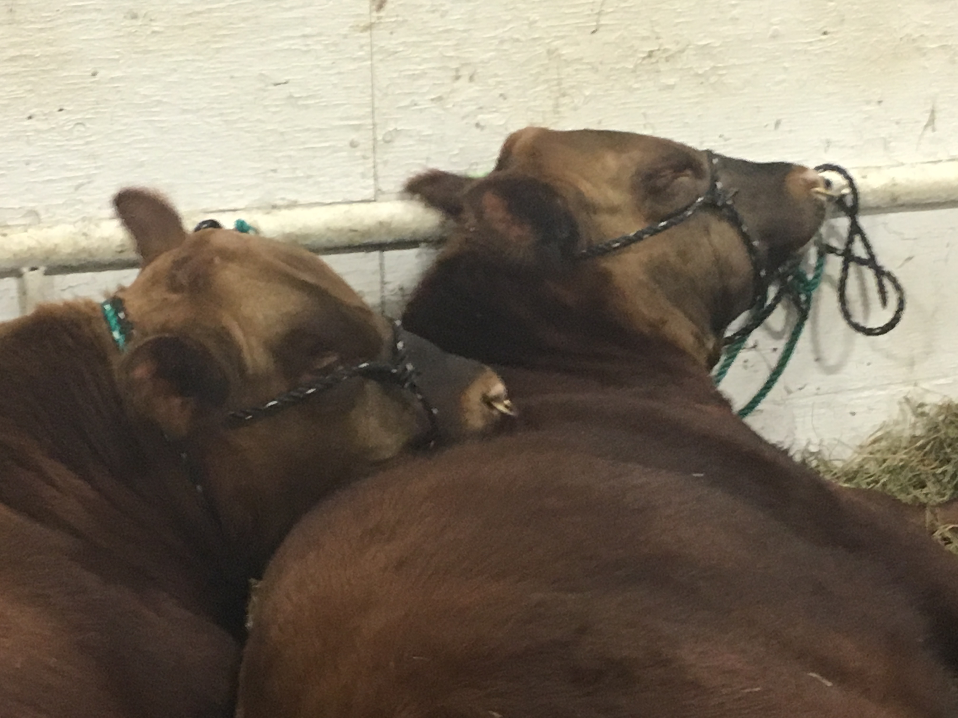 Bulls, heifers and bred heifers available for sale