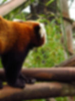 Panda Roux