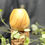 Thumbnail: Pipe Chubby Brandy Olivier et Palmier noir