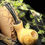 Thumbnail: Pipe Chubby Brandy Olivier et Palmier noir