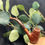 Miniature : Pipe LC120 Sablée