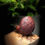 Miniature : Pipe Chubby Egg sandblasted