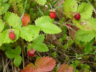 Wild Strawberry Tea