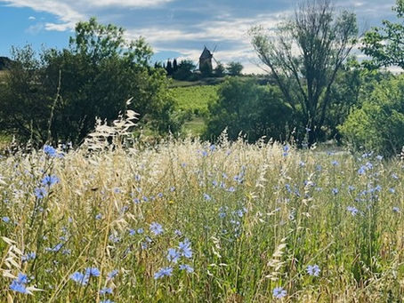 My Life in Languedoc #7