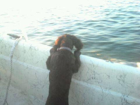 Salty Dog!