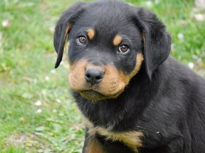 Condamné pour avoir tué son chiot à coups de hache