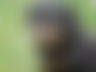 Condamné pour avoir tué son chiot à coups de hache