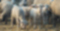 Lamb1.jpg