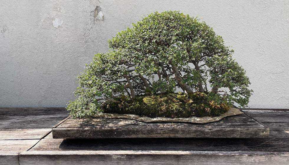 Marybel Balendonck, Chinese Elm