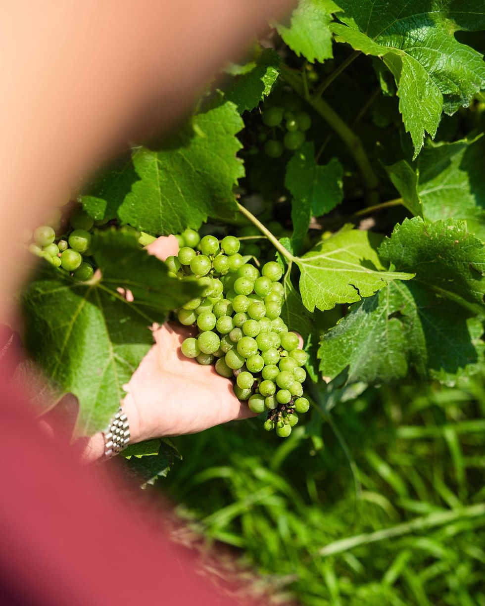 Thumbnail: 2022 VINO SPUMANTE BIANCO MC BRUT IL PIGRO