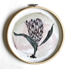 Pink Ice Protea1