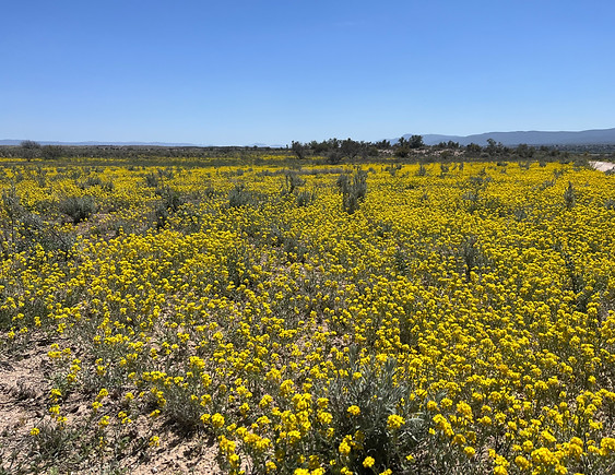 Desert flowers in Sedona