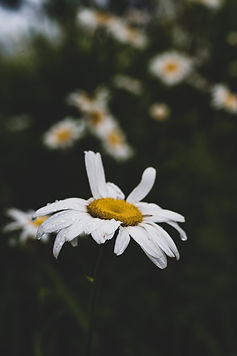 Daisy-1031.jpg