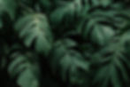 Tropical leaves