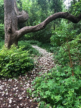 PETAL STREWN PATH .jpeg
