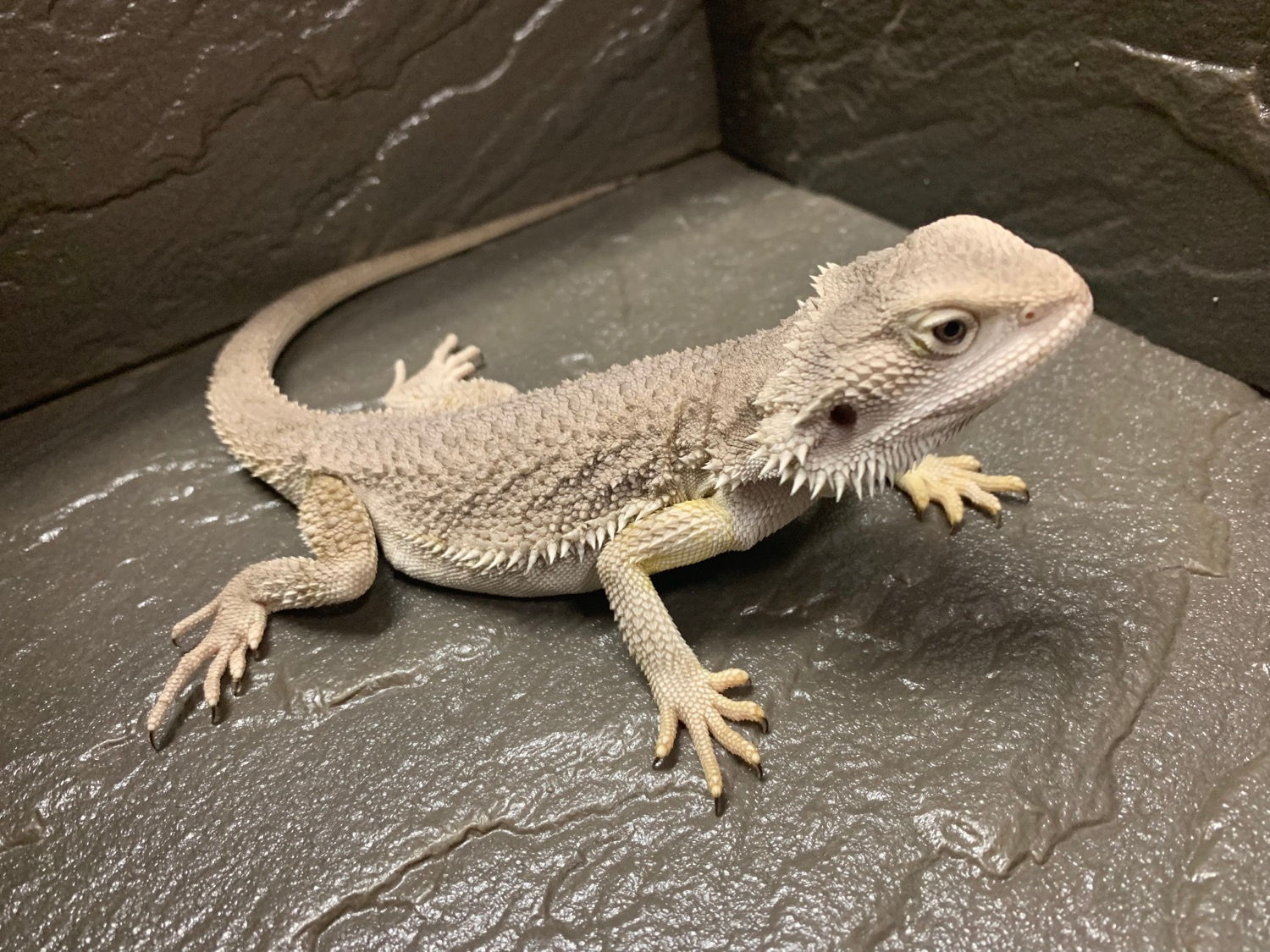 フトアゴヒゲトカゲ/ZERO 