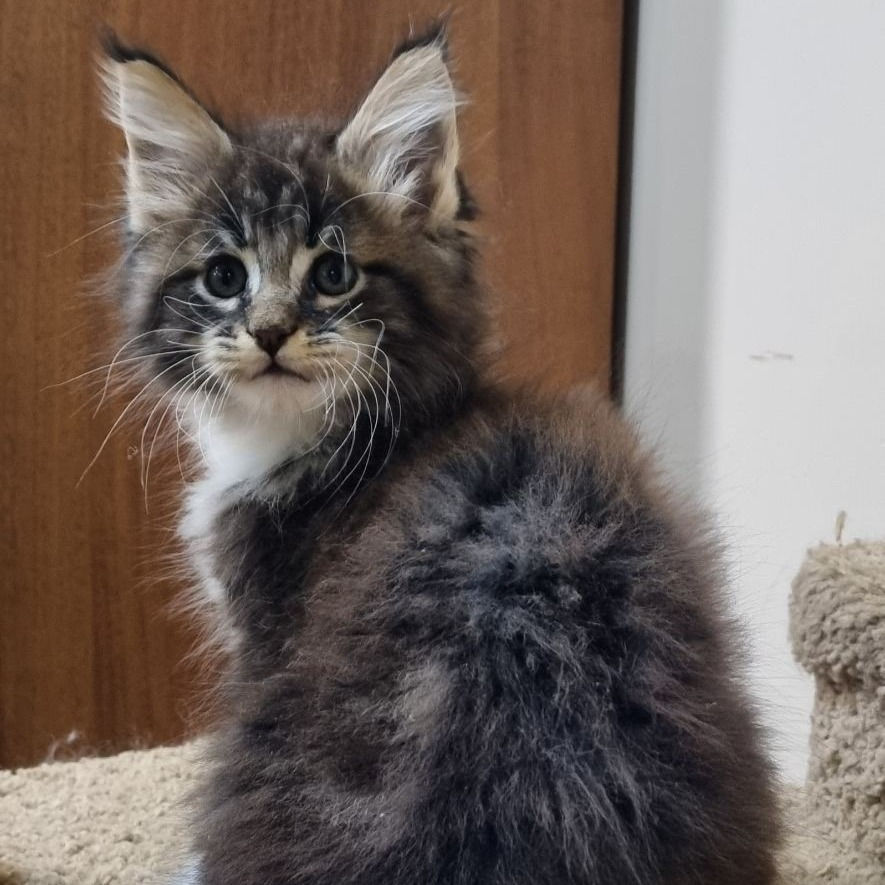 Thumbnail: 061 Simon (U) Maine Coon Male kitten