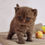 Thumbnail: 436 Whisper (PL) British shorthair male kitten