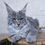 Thumbnail: 414 Namib (R) Maine Coon male kitten