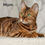 Thumbnail: 544 Flesh (BL) purebred Bengal male kitten