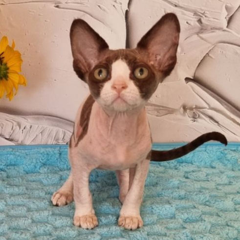 Thumbnail: 456 Watson (U) Devon Rex male kitten