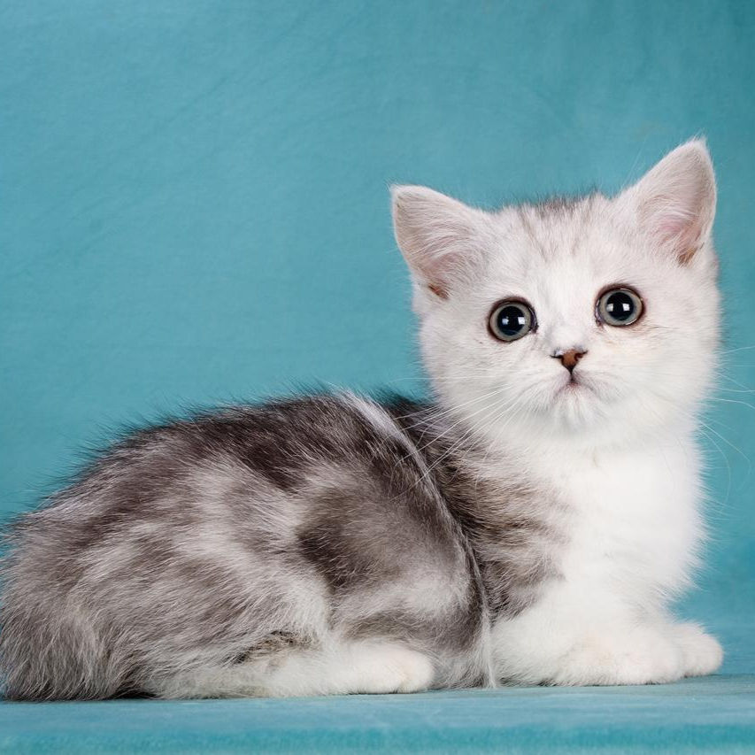 Thumbnail: 380 Lady Night (R) Munchkin shorthair female kitten