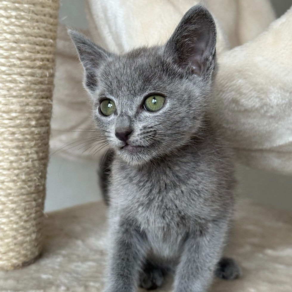 Thumbnail: 039 Razz (ML) purebred Russian blue male kitten