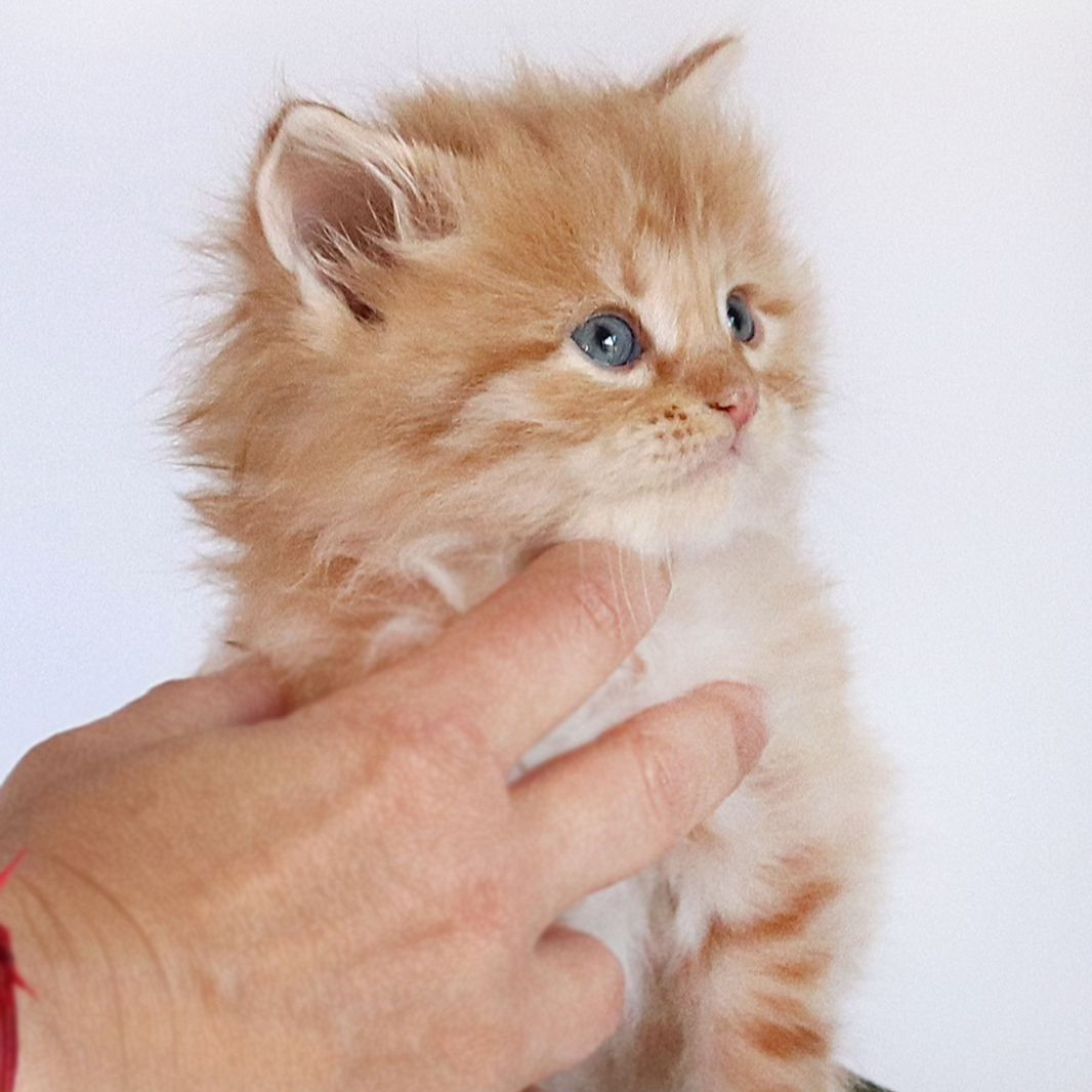 051 Lukyan (R) Siberian male kitten
