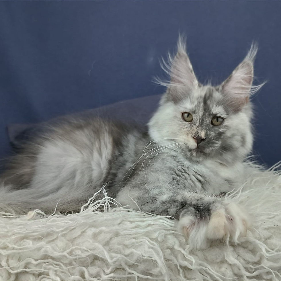 Thumbnail: 008 Olimpia (R) Maine Coon female kitten