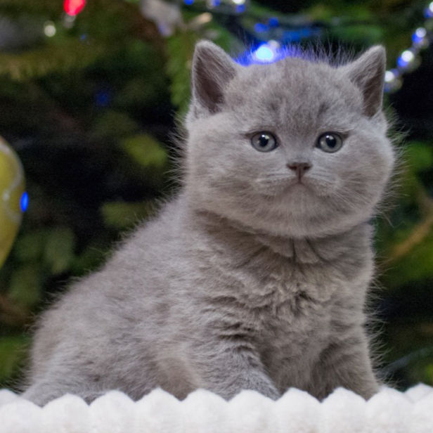Thumbnail: 130 Ziggi (BL) British shorthair male kitten