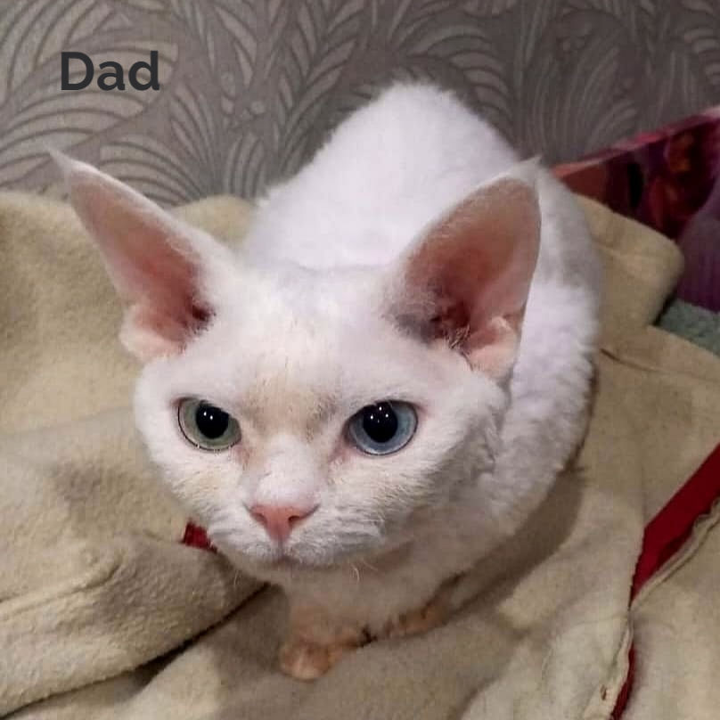 Thumbnail: 285 Salma (R) Devon Rex female kitten