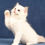 Thumbnail: 076 Yang (R) Ragdoll male kitten
